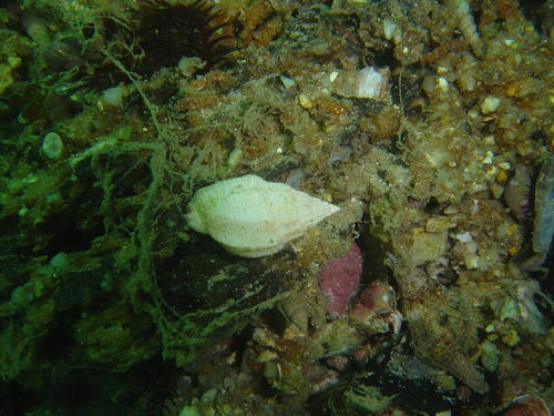 Nassarius speciosus