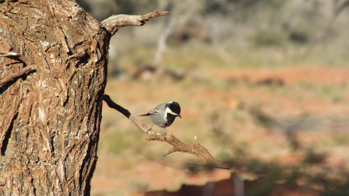 Melaniparus cinerascens