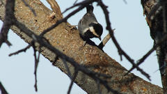 Melaniparus cinerascens