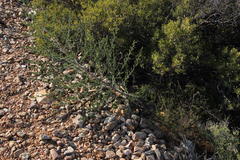 Asparagus lignosus
