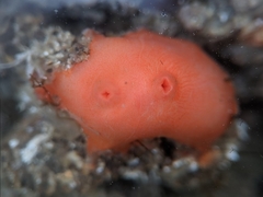 Cnemidocarpa finmarkiensis