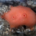 Cnemidocarpa finmarkiensis