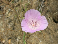 Calochortus splendens