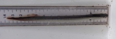 Lampetra planeri