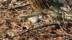 Curruca subcoerulea subcoerulea