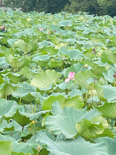 Sacred Lotus