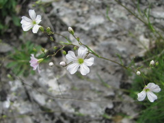 Gypsophila tenuifolia