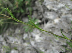 Gypsophila tenuifolia