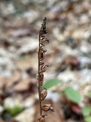 Goodyera repens