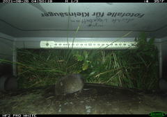 Microtus subterraneus