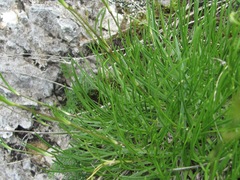 Gypsophila tenuifolia
