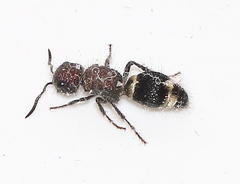 Mutilla scabrofoveolata