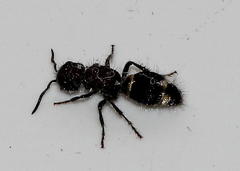 Mutilla scabrofoveolata