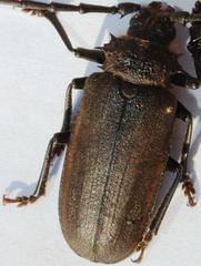 Pixodarus spiniscapus