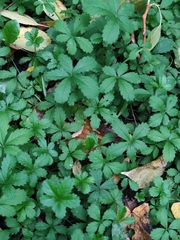 Potentilla reptans