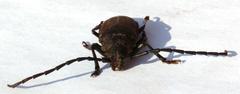 Pixodarus spiniscapus