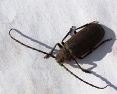 Pixodarus spiniscapus