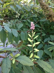 Spiraea syringaeflora