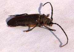 Pixodarus spiniscapus