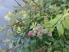 Spiraea syringaeflora