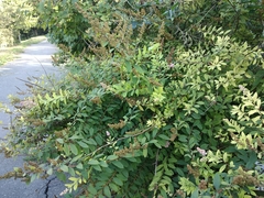 Spiraea syringaeflora