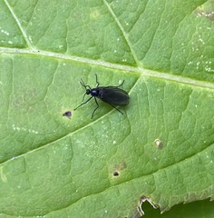 Sciara hemerobioides