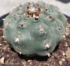 Lophophora