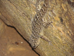 Phyllopezus periosus