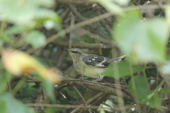 Mimus polyglottos