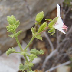 Pelargonium englerianum