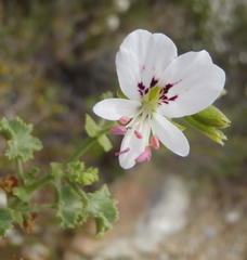 Pelargonium englerianum
