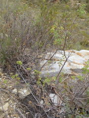 Pelargonium englerianum