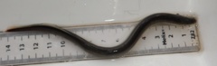 Lampetra planeri