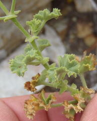 Pelargonium englerianum
