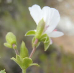 Pelargonium englerianum