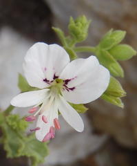 Pelargonium englerianum