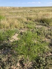 Dicranocarpus parviflorus