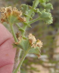 Pelargonium englerianum