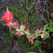 Camp Martin Paintbrush - Photo (c) kevinhintsa, some rights reserved (CC BY-NC), uploaded by kevinhintsa