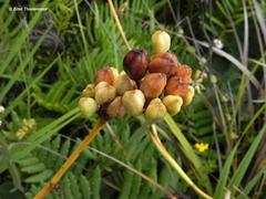 Libertia chilensis