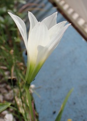 Zephyranthes puertoricensis