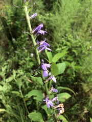 Lobelia siphilitica
