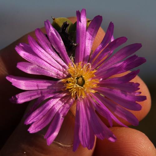 Mesembryanthemum apiculatum Kensit 4