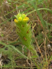 Castilleja rubicundula lithospermoides
