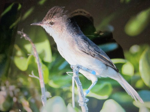 Acrocephalus familiaris observed 2011-03-01