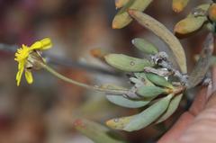 Crassothonna cacalioides