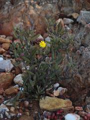 Crassothonna cacalioides