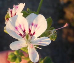 Pelargonium englerianum