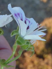 Pelargonium englerianum