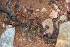 Crassula pyramidalis